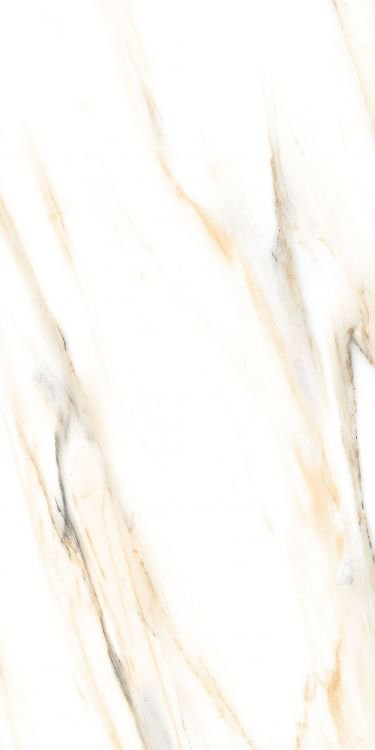 AGL Calacatta Gold Polished 24 x 48