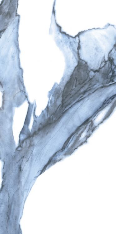 Calacatta Blue Matte 12 x 24